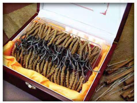 鹰手营子矿冬虫夏草回收